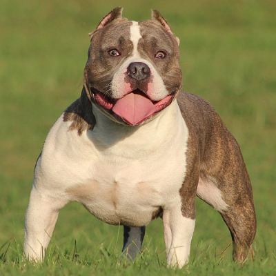 1º ENCONTRO SOLIDÁRIO AMERICAN BULLY